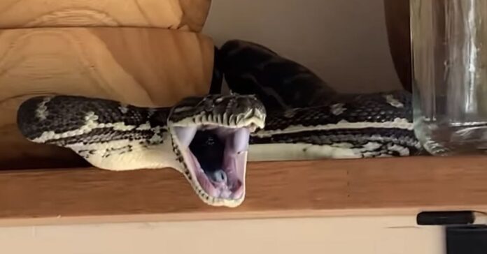 Aussie actress Isabelle Cornish shares terrifying video of an angry snake hiding in her kitchen