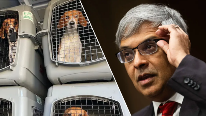 NIH closes dog experimentation labs accused of brutally killing thousands of beagles