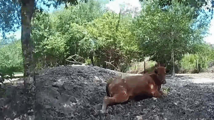 Florida man arrested for shooting neighbor's pregnant cow, deputies say