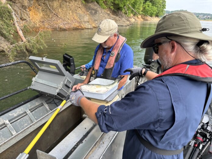 Marine biologists in East Tennessee examine fish counts for the first time since Hurricane Helene