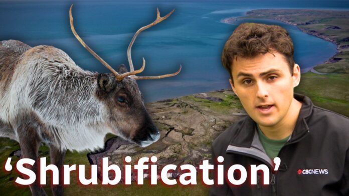 Shrubs are taking over the Arctic. Will caribou suffer?