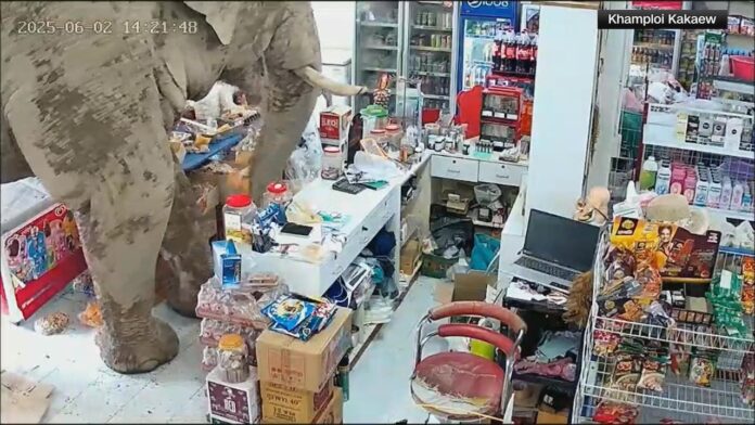 Elephant barges into convenience store, grabs a trunkful of snacks
