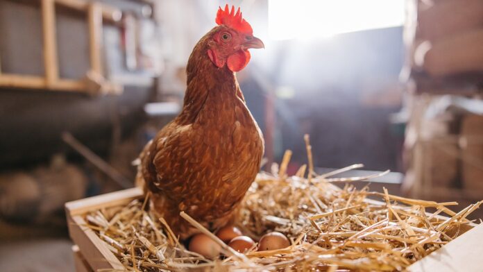 Backyard chicken raising gains popularity among Americans despite bird care challenges