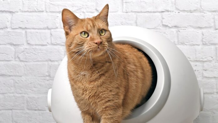 Automatic litter boxes that make cat care a breeze